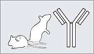 Monoclonal & polyclonal primary antibodies